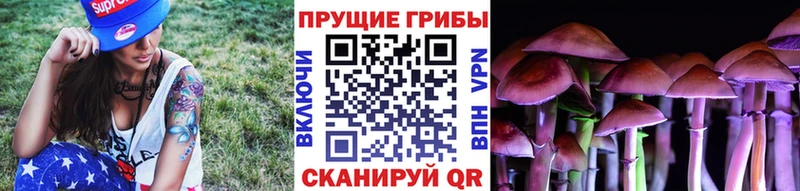 цены наркотик  Кириллов  гидра как войти  Псилоцибиновые грибы Psilocybe 